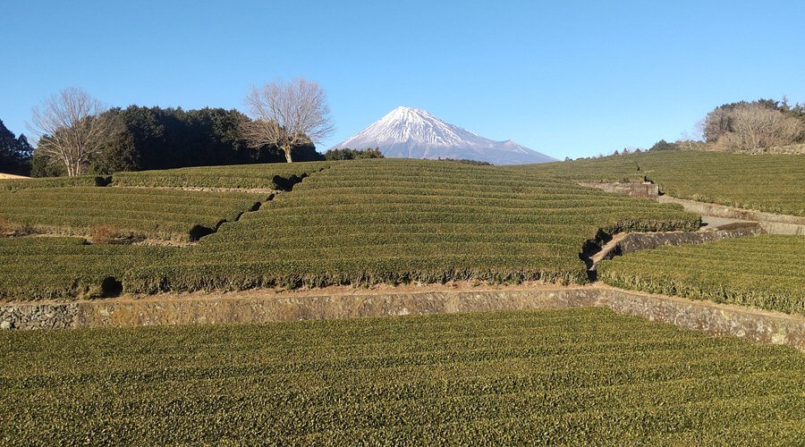 🍵 오부치 차밭(오부치 사사바) 이미지 4